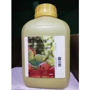 CANTUS DA 1 KG